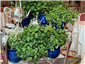 mint tea trolley